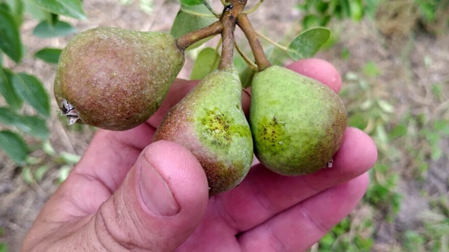 Glavobolja za voćare: Kako suzbiti kruškinu buvu?
