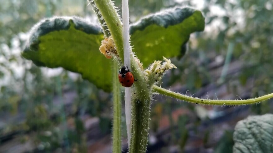 Bubamara ih jede, Cola lijepi: Recepti protiv lisnih ušiju
