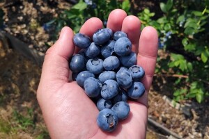 Borovnice nadmašile maline: Proizvođači trljaju ruke - nikad bolja berba!