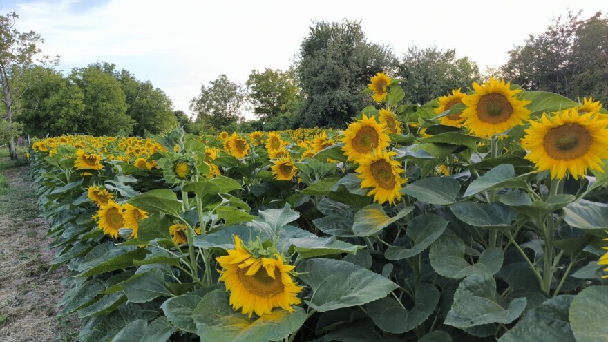 Repa u slobodnom padu, rastu površine pod suncokretom i pšenicom