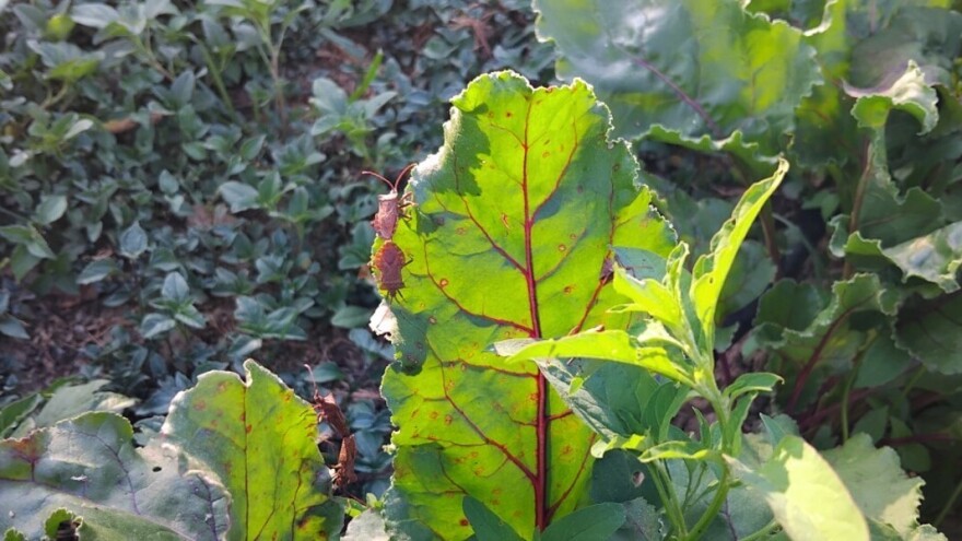 Mramoraste stjenice na cvekli: Da li reagovati ili ne?