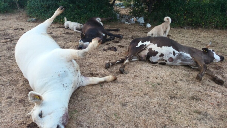 Neobjašnjiva uginuća stoke u Hrvatskoj - zaraza ili trovanje?