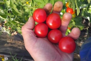 Sakura cherry: Slatka rajčica iz plastenika s prinosom do 5 kg po stablu
