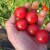 Sakura cherry: Slatka rajčica iz plastenika s prinosom do 5 kg po stablu