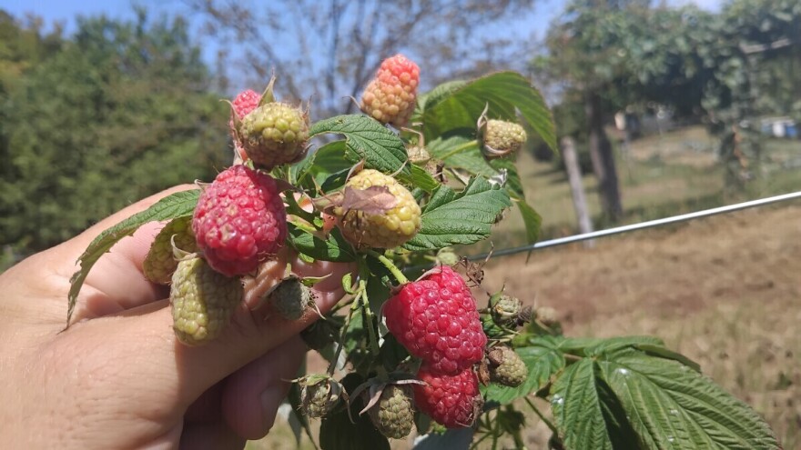 Malina Polka bere se od leta do prvih mrazeva