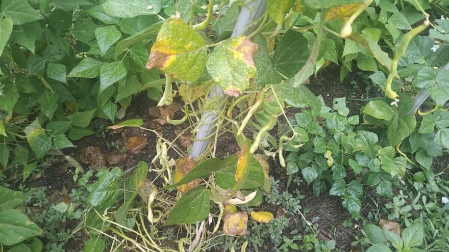 Grinje i plamenjača napadaju mahune: Što možete sada učiniti?