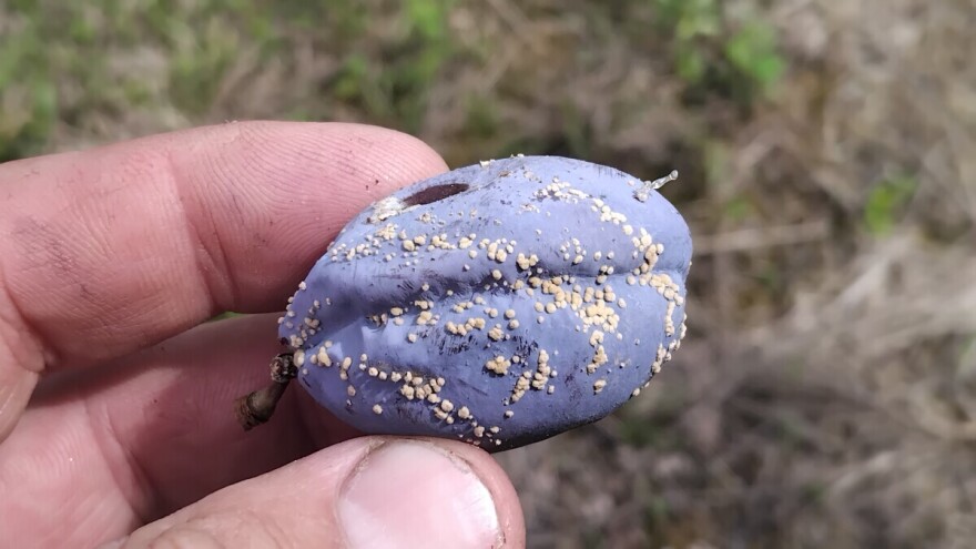 Trulež šljiva pred berbu: U zaštiti mogu pomoći i soda, sapun, kamilica...