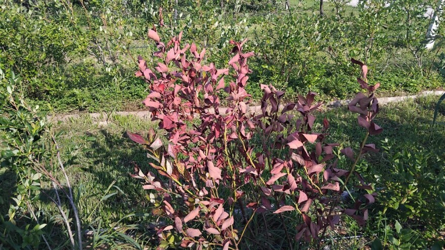 Ako borovnica izgleda kao opečena vatrom - ovo je uzrok