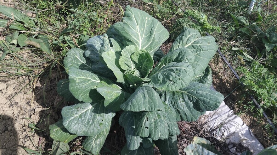 Raštika sve popularnija u kontinentalnim područjima: Evo kako je uzgajati