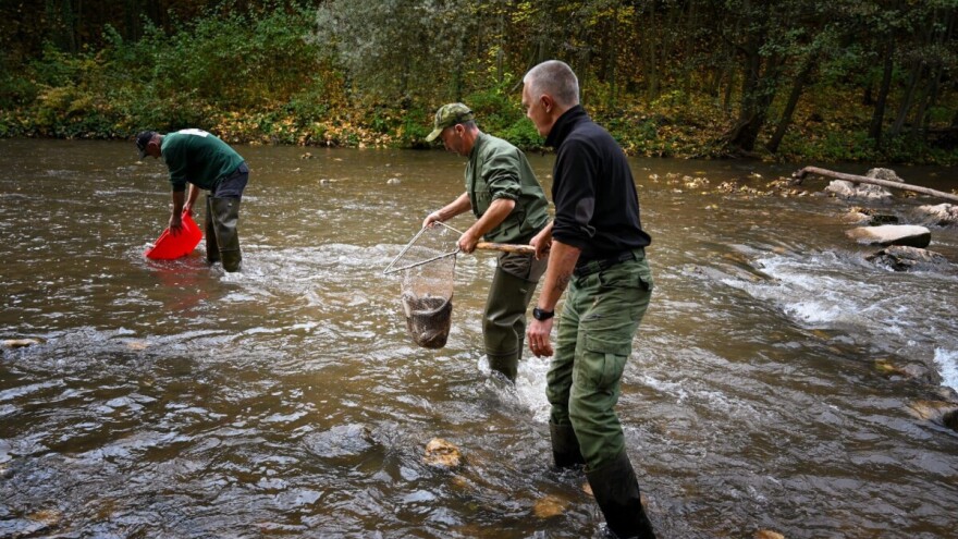 Na Bentbaši ubačeno 1.500 jedinki potočne pastrmke