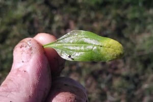 Plesnjivost spanaća vreba u plastenicima: Kako ga zaštititi?