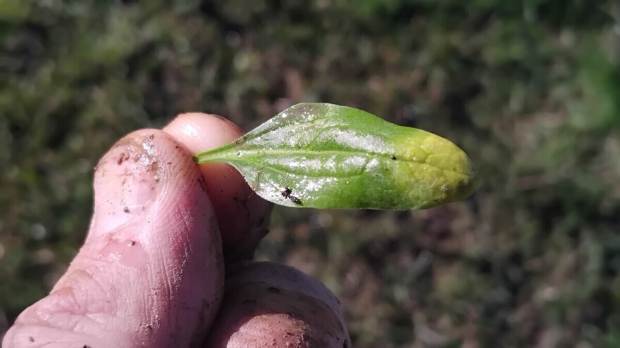 Plesnjivost spanaća vreba u plastenicima: Kako ga zaštititi?