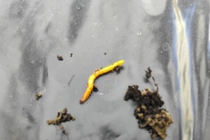 Pregledajte plastenike na prisustvo žičnjaka: Zbog njih biljke "nestaju"