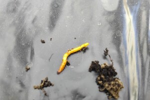 Pregledajte plastenike na prisustvo žičnjaka: Zbog njih biljke "nestaju"