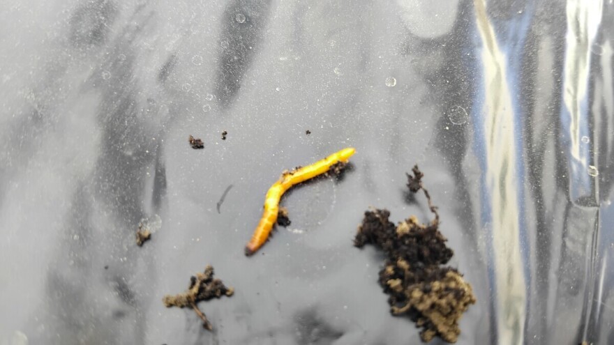 Pregledajte plastenike na prisustvo žičnjaka: Zbog njih biljke "nestaju"