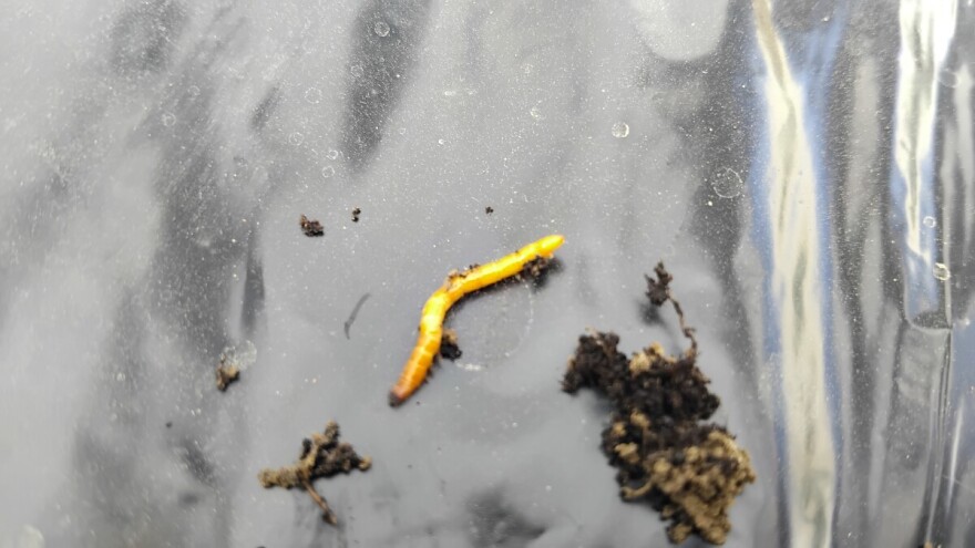 Pregledajte plastenike na prisustvo žičnjaka: Zbog njih biljke "nestaju"