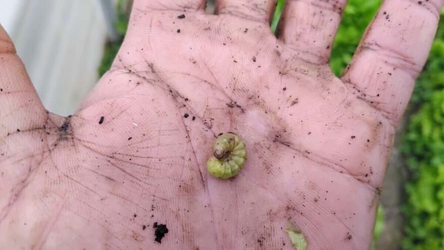 Obratite pažnju na sovice pozemljuše u plastenicima i reagirajte odmah!