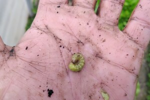 Obratite pažnju na podgrizajuće sovice u plastenicima i reagujte odmah!