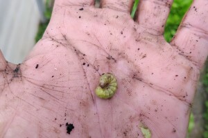 Obratite pažnju na sovice pozemljuše u plastenicima i reagujte odmah!