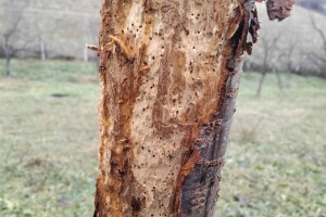 Kako prepoznati napad potkornjaka?