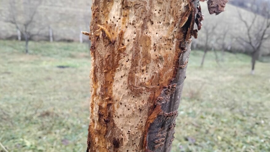 Kako prepoznati napad potkornjaka?