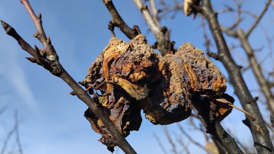 Obavezno uklonite mumije ako ne želite bolesti šljiva
