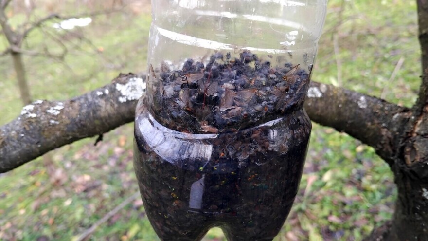 Skinite klopke sa stabala: Evo kako iskoristiti talog uginulih insekata