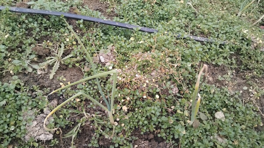 Moguća je pojava plamenjače luka u plastenicima - šta uraditi?