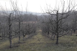 Vreme pogoduje šljivama - očekuje se dobar rod!