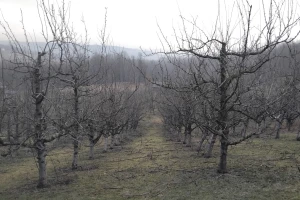 Vrijeme pogoduje šljivama - očekuje se dobar rod!