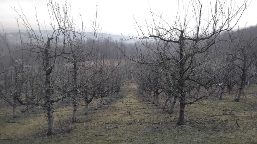 Vrijeme pogoduje šljivama - očekuje se dobar rod!