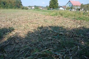 Divlje svinje uništile cijelu njivu kukuruza: "Ni klip mi nije ostao"