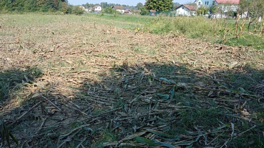 Divlje svinje uništile cijelu njivu kukuruza: "Ni klip mi nije ostao"