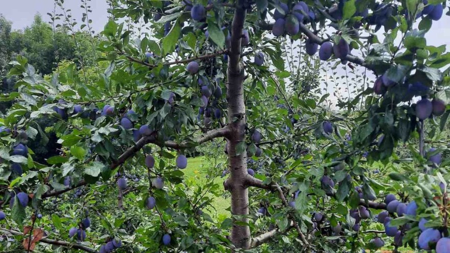 Šljiva jedne izdala, druge nagradila - sve će u izvoz