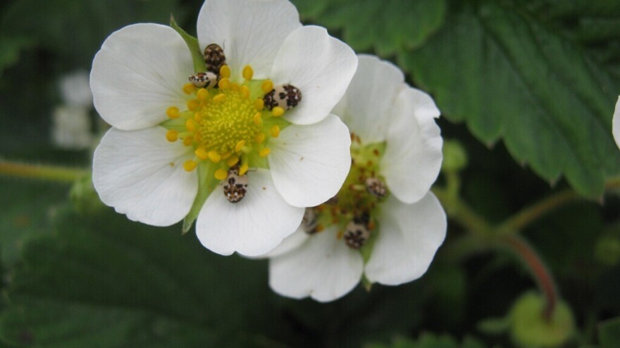 Na cvjetovima jagoda se pojavio štetnik Anthrenus pimpinellae - kako ga suzbiti