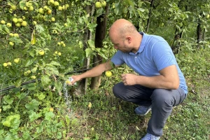 Ne čekajte ni dan: Koliko đubriva sada aplicirati oko stabala?