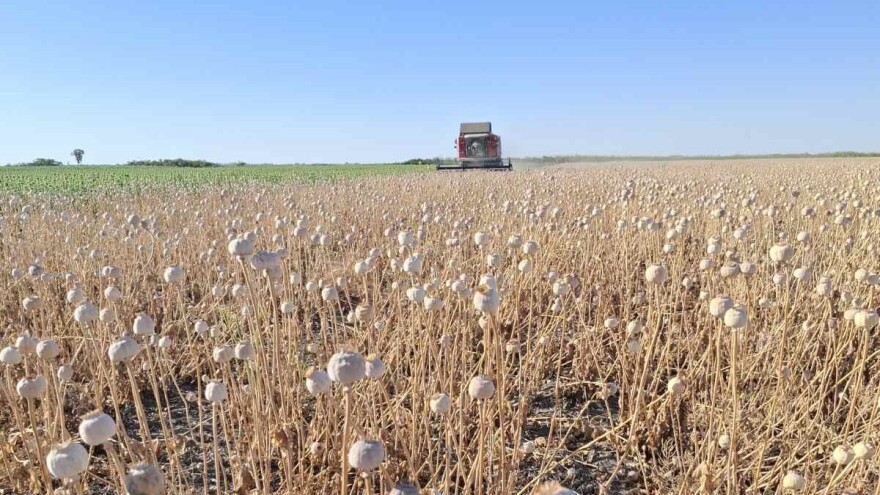 Žetva maka u Banatu pri kraju, a da li se proizvodnja isplati?