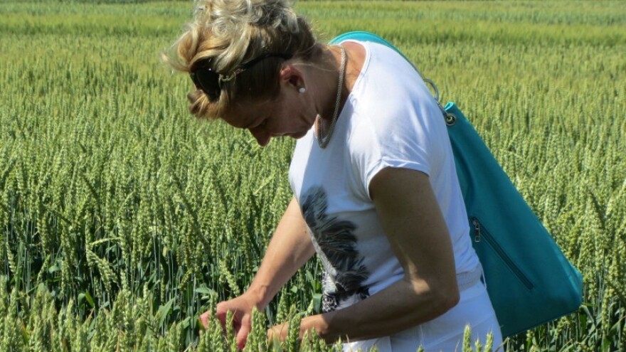 Dobar rod, niska cena pšenice