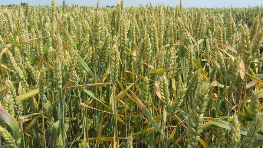 Nedovoljno klasova za rekordan prinos