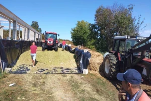 Ekspresno siliranje u Izačiću: "Srušili" 15 hektara kukuruza za dan