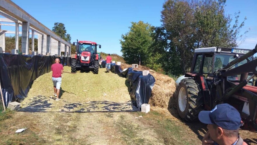 Ekspresno siliranje u Izačiću: "Srušili" 15 hektara kukuruza za dan