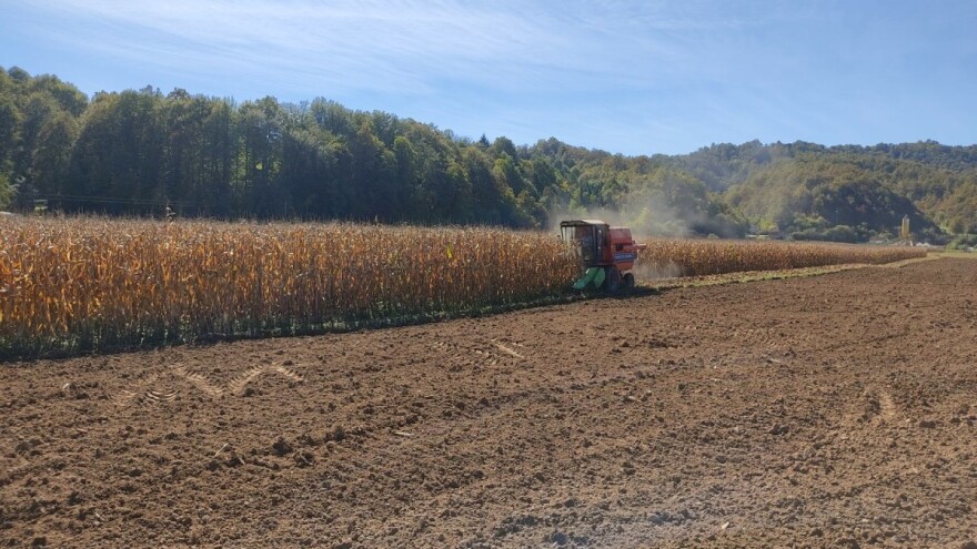 Ogledi kukuruza u Novom Gradu: Prinosi do 13,5 tona po hektaru