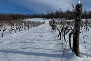 Zagorje ima najviše vinogradara, Istra vinograda, a 44 % tržišta drži jedna sorta vina
