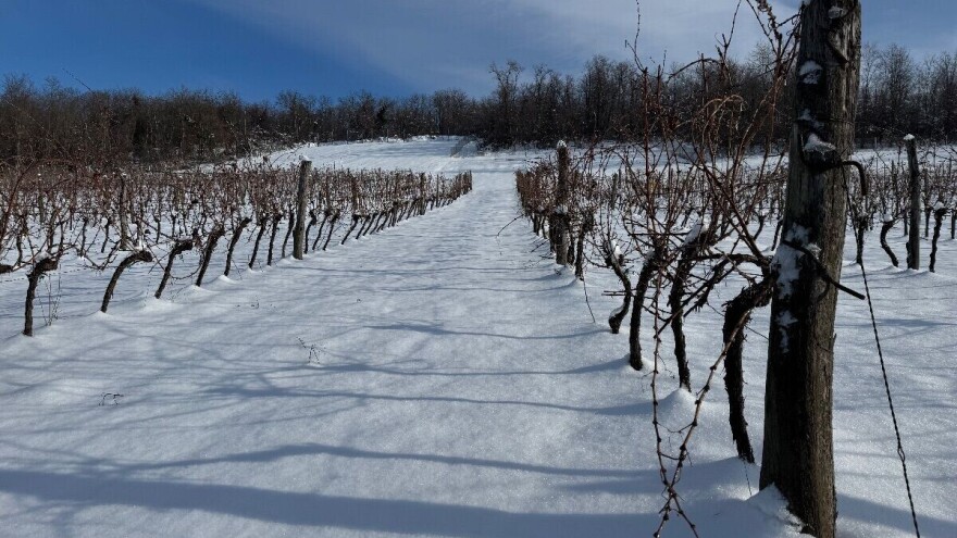 Zagorje ima najviše vinogradara, Istra vinograda, a 44 % tržišta drži jedna sorta vina