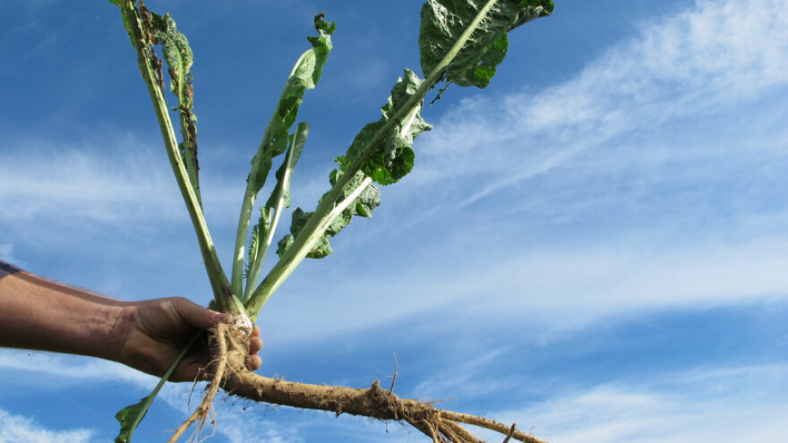 Tražite isplativu kulturu? Sadite hren!