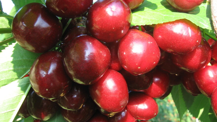 Samooplodne sorte trešnje nisu za uzgoj u monokulturi