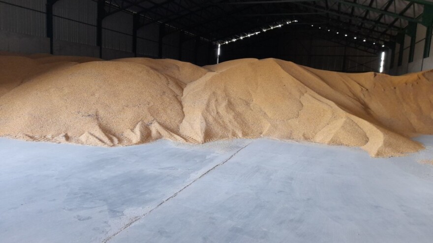 Ukida se zabrana izvoza žitarica iz Srbije?