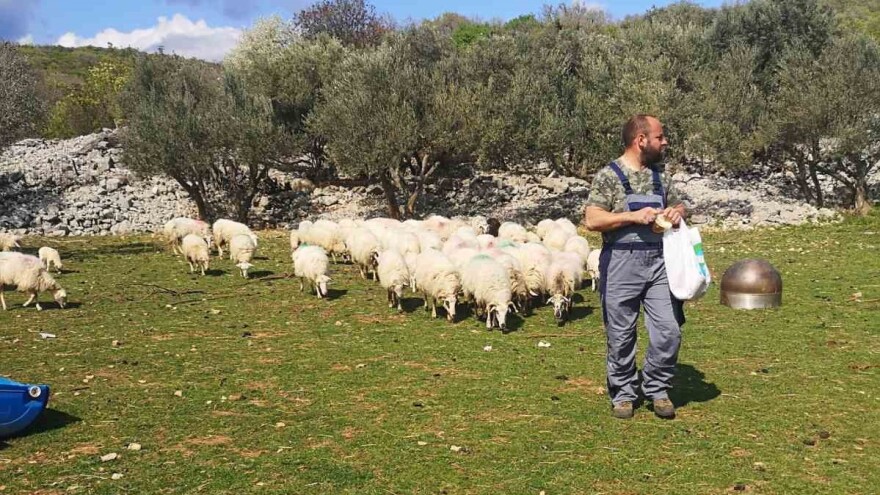 Zoran Mrakovčić: Bez hitne intervencije, ovčarstvo će na Krku zamrijeti zbog čagljeva