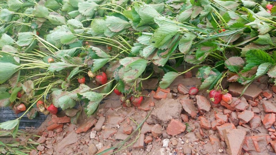 Stradali zasadi jagoda u Čeliću, poplavilo još nekoliko općina