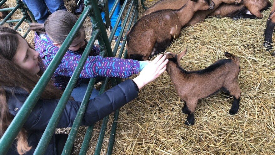 Proglašeni apsolutni šampioni na Nacionalnoj izložbi stoke 2019